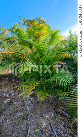 Beautiful areca palm tree plantation landscape against blue sky, tropical agriculture field of green palm trees in Indonesia Beautiful areca palm tree plantation landscape against blue sky, tropical agriculture field of green palm trees in Indonesia 140046337