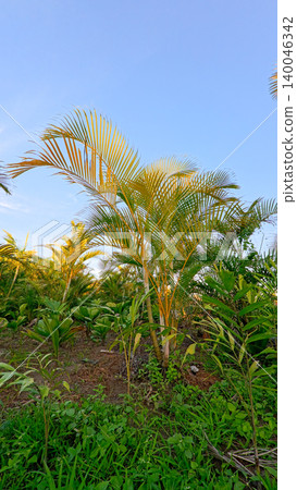 Beautiful areca palm tree plantation landscape against blue sky, tropical agriculture field of green palm trees in Indonesia Beautiful areca palm tree plantation landscape against blue sky, tropical agriculture field of green palm trees in Indonesia 140046342