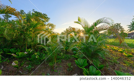 Beautiful areca palm tree plantation landscape against blue sky, tropical agriculture field of green palm trees in Indonesia Beautiful areca palm tree plantation landscape against blue sky, tropical agriculture field of green palm trees in Indonesia 140046352