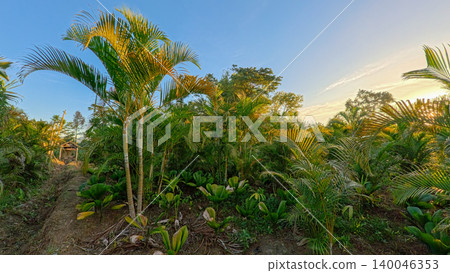 Beautiful areca palm tree plantation landscape against blue sky, tropical agriculture field of green palm trees in Indonesia 140046353