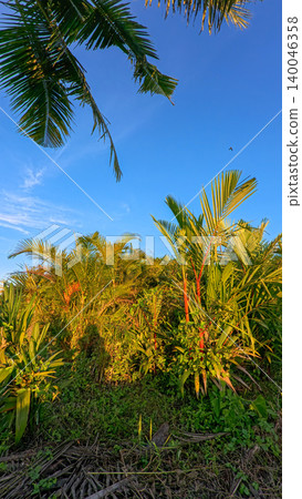 Beautiful areca palm tree plantation landscape against blue sky, tropical agriculture field of green palm trees in Indonesia Beautiful areca palm tree plantation landscape against blue sky, tropical agriculture field of green palm trees in Indonesia 140046358