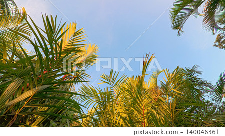 Beautiful areca palm tree plantation landscape against blue sky, tropical agriculture field of green palm trees in Indonesia Beautiful areca palm tree plantation landscape against blue sky, tropical agriculture field of green palm trees in Indonesia 140046361
