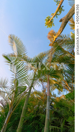 Beautiful areca palm tree plantation landscape against blue sky, tropical agriculture field of green palm trees in Indonesia Beautiful areca palm tree plantation landscape against blue sky, tropical agriculture field of green palm trees in Indonesia 140046366