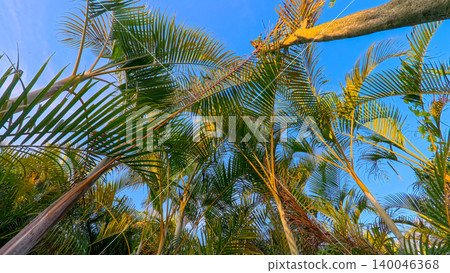 Beautiful areca palm tree plantation landscape against blue sky, tropical agriculture field of green palm trees in Indonesia Beautiful areca palm tree plantation landscape against blue sky, tropical agriculture field of green palm trees in Indonesia 140046368