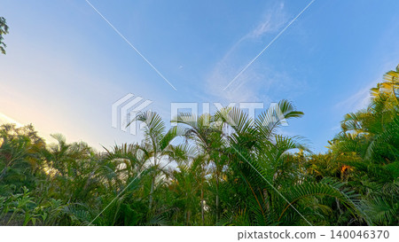 Beautiful areca palm tree plantation landscape against blue sky, tropical agriculture field of green palm trees in Indonesia Beautiful areca palm tree plantation landscape against blue sky, tropical agriculture field of green palm trees in Indonesia 140046370