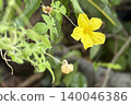 Yellow flower of bitter melon blooming in the garden. 140046386