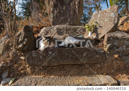 A cat napping in the dappled sunlight. A cat napping in the dappled sunlight. 140046518