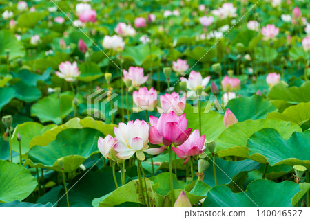 A summer natural scene with lotus flowers in full bloom. 140046527