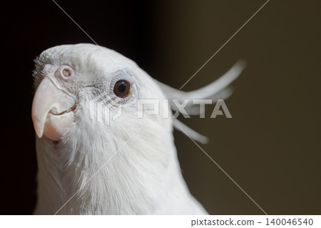 玄鳳鸚鵡 140046540