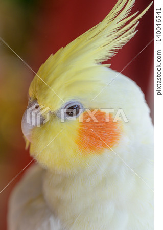玄鳳鸚鵡 140046541
