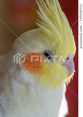 cockatiel cockatiel 140046542