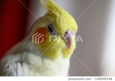 玄鳳鸚鵡 玄鳳鸚鵡 140046546