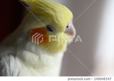 玄鳳鸚鵡 玄鳳鸚鵡 140046547