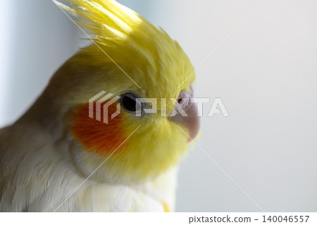 玄鳳鸚鵡 140046557