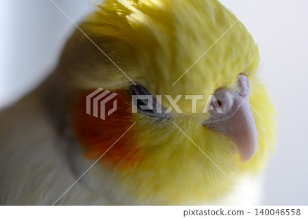 玄鳳鸚鵡 140046558