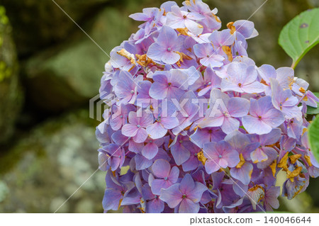 Hydrangea flowers with a mix of pale purple and pink. Hydrangea flowers with a mix of pale purple and pink. 140046644