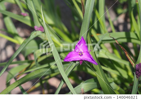 Purple morning glory flowers Purple morning glory flowers 140046821