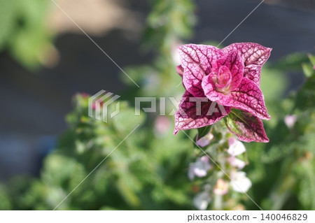 植物園中的花壇 植物園中的花壇 140046829