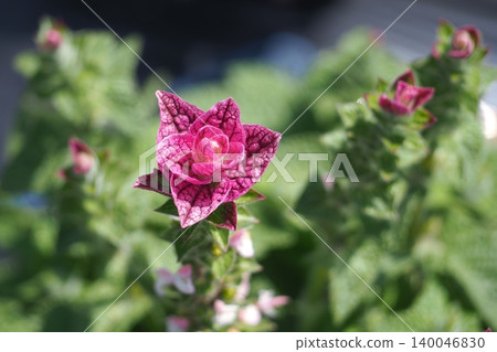 植物園中的花壇 植物園中的花壇 140046830