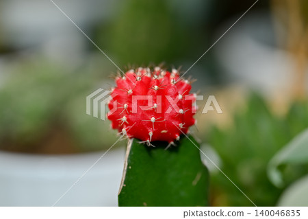 Cactus scarlet peony 140046835