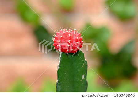 Cactus scarlet peony 140046840