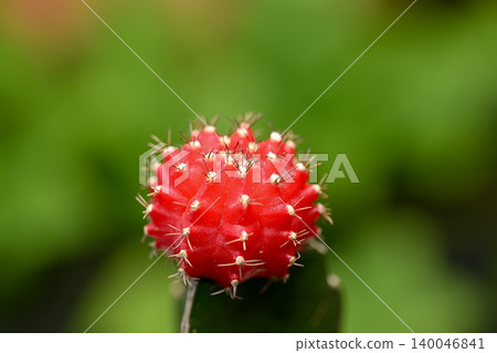 Cactus scarlet peony 140046841