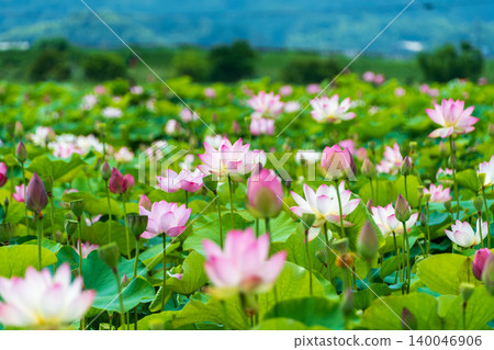 夏日里,粉紅色的蓮花競相綻放,美不勝收。 夏日里,粉紅色的蓮花競相綻放,美不勝收。 140046906