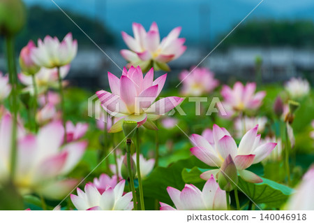 夏日晴空下，淡粉紅色的蓮花競相綻放，美不勝收。 140046918