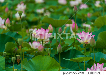 一片廣闊的綠葉，點綴著嬌嫩的蓮花和含苞待放的荷花。 140046919