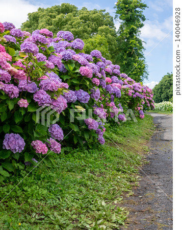 Kazahaya no Sato, Tsu City, Mie Prefecture: Hydrangeas in full bloom - a scene of the rainy season. Kazahaya no Sato, Tsu City, Mie Prefecture: Hydrangeas in full bloom - a scene of the rainy season. 140046928
