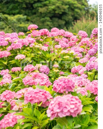 Kazahaya no Sato, Tsu City, Mie Prefecture: Hydrangeas in full bloom - a scene of the rainy season. Kazahaya no Sato, Tsu City, Mie Prefecture: Hydrangeas in full bloom - a scene of the rainy season. 140046935