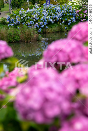 Kazahaya no Sato, Tsu City, Mie Prefecture: Hydrangeas in full bloom - a scene of the rainy season. Kazahaya no Sato, Tsu City, Mie Prefecture: Hydrangeas in full bloom - a scene of the rainy season. 140046936