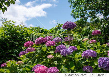 Kazahaya no Sato, Tsu City, Mie Prefecture: Hydrangeas in full bloom - a scene of the rainy season. Kazahaya no Sato, Tsu City, Mie Prefecture: Hydrangeas in full bloom - a scene of the rainy season. 140046940