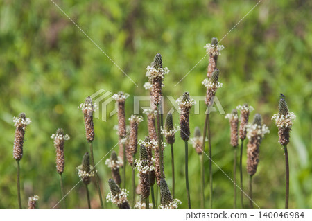 Plantago major (Plantaginaceae family), a naturalized plant originally from Europe. Plantago major (Plantaginaceae family), a naturalized plant originally from Europe. 140046984
