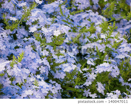Blue Plumbago Flowers Background in Tropical Garden Blue Plumbago Flowers Background in Tropical Garden 140047011