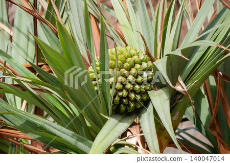 Close-up of green pandanus fruit surrounded by tropical leaves growing on Tenerife, Canary Islands. Exotic botanical background for travel, nature, ecology and tropical lifestyle concepts 140047014