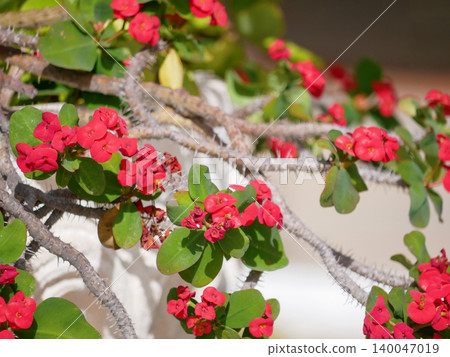 Crown of Thorns succulent with small red flowers growing on rocky coast in Tenerife, Canary Islands. Tropical background for travel, summer vacation, resilience concepts Crown of Thorns succulent with small red flowers growing on rocky coast in Tenerife, Canary Islands. Tropical background for travel, summer vacation, resilience concepts 140047019