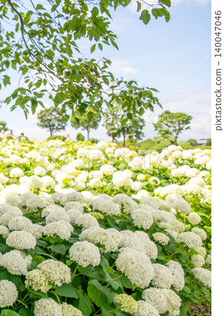 Kazahaya no Sato, Tsu City, Mie Prefecture: Hydrangeas in full bloom, Annabelle hydrangeas, and a scene of the rainy season. Kazahaya no Sato, Tsu City, Mie Prefecture: Hydrangeas in full bloom, Annabelle hydrangeas, and a scene of the rainy season. 140047046
