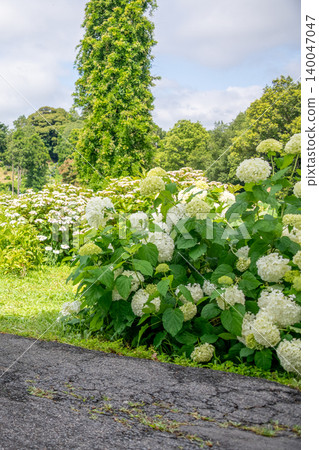 Kazahaya no Sato, Tsu City, Mie Prefecture: Hydrangeas in full bloom, Annabelle hydrangeas, and a scene of the rainy season. Kazahaya no Sato, Tsu City, Mie Prefecture: Hydrangeas in full bloom, Annabelle hydrangeas, and a scene of the rainy season. 140047047