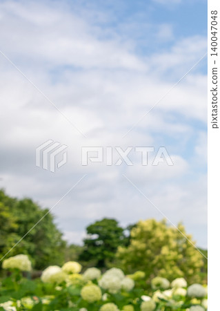 Kazahaya no Sato, Tsu City, Mie Prefecture: Hydrangeas in full bloom, Annabelle hydrangeas, and a scene of the rainy season. Kazahaya no Sato, Tsu City, Mie Prefecture: Hydrangeas in full bloom, Annabelle hydrangeas, and a scene of the rainy season. 140047048