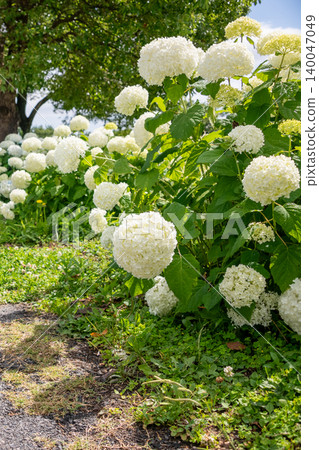 Kazahaya no Sato, Tsu City, Mie Prefecture: Hydrangeas in full bloom, Annabelle hydrangeas, and a scene of the rainy season. Kazahaya no Sato, Tsu City, Mie Prefecture: Hydrangeas in full bloom, Annabelle hydrangeas, and a scene of the rainy season. 140047049
