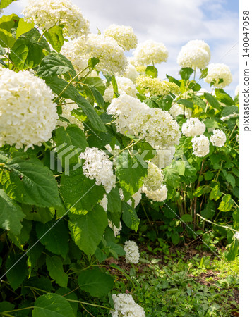 Kazahaya no Sato, Tsu City, Mie Prefecture: Hydrangeas in full bloom, Annabelle hydrangeas, and a scene of the rainy season. 140047058