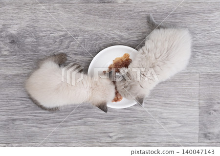 Two cute gray kittens are eating from a saucer Two cute gray kittens are eating from a saucer 140047143