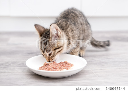 Cute little kitten eating from a bowl on a light background Cute little kitten eating from a bowl on a light background 140047144