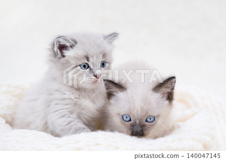 Two small gray kittens with blue eyes are lying on a light background 140047145