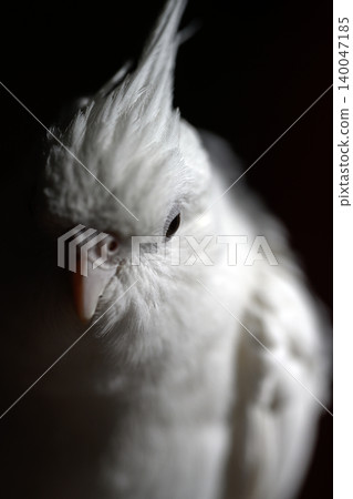 cockatiel cockatiel 140047185