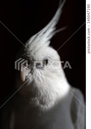 cockatiel cockatiel 140047190