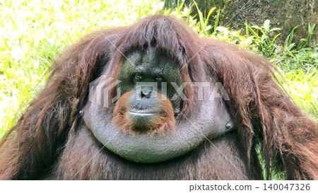 An orangutan sit together on a grass An orangutan sit together on a grass 140047326