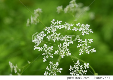 The small white flowers of the peony stand out against the green background. The small white flowers of the peony stand out against the green background. 140047365