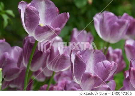 A spring garden where tulips in soft colors are in bloom. A spring garden where tulips in soft colors are in bloom. 140047366